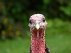 Native American turkey Native American turkey